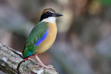 Tayland 'ın güneyinden Mangrove PItta tankının ağaç köküne tüneyen büyük gagalı çok renkli kuş.