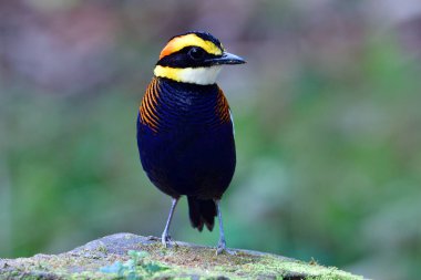 Tayland 'daki Sri Phang nga milli parkında bulunan erkek Malezyalı Banded Pitta (hydrornis guajana)