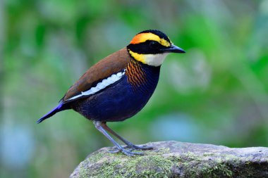 Rare and most attraction bird of Thailand which invite tourist come over viewing its fascinated feathers and actions, banded pitta clipart