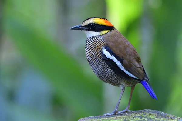 Female Malayan Banded Pitta Hydrornis Irena Most Wanted Colorful Bird Royalty Free Stock Photos
