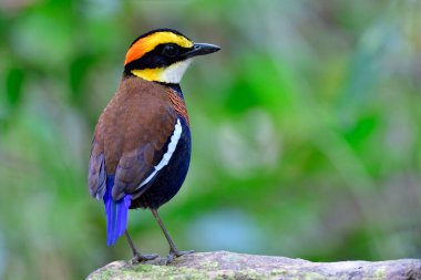 Üreme mevsiminde tamamen güzel tüyleri olan dişiyi ararken kayanın üzerindeki Malaya Banded Pitta 'nın (Hydrornis irena) arka plan görüntüsü 