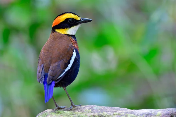 Back View Malayan Banded Pitta Hydrornis Irena Rock While Looking Stock Picture
