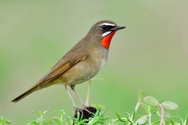 Fresh Vivid Red Throat Bird Proudly Perching Top Pole Green Stock Image
