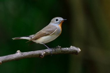 Kırmızı göğüslü sinekkapan (Ficedula parva) kışın Tayland 'a nadir bir kuş ziyareti ve yazın geri dönüş.