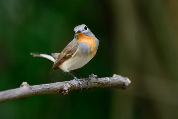 Grazioso Uccello Bruno Con Marcatura Della Gola Arancione Fino Petto Foto Stock