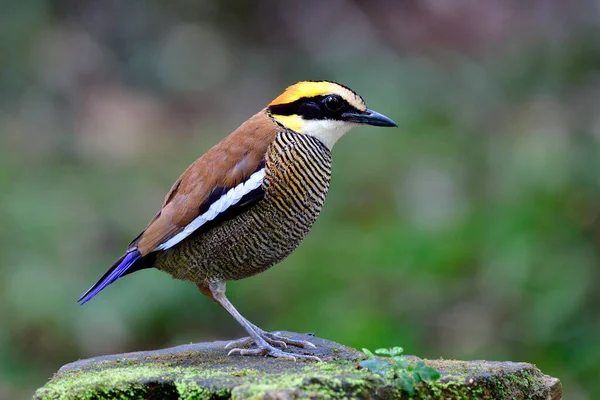 งมลาย แถบ Pitta Hydrornis Irena วนใหญ องการนกท Endemic ไปทางใต ของประเทศไทยอย — ภาพถ่ายสต็อก