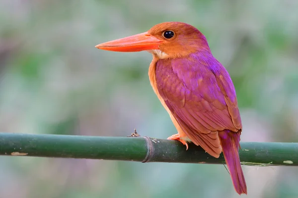 Close Ruddy Kingfisher Halcyon Coromanda Poleiro Ramo Bambu Fresco Mostrando — Fotografia de Stock