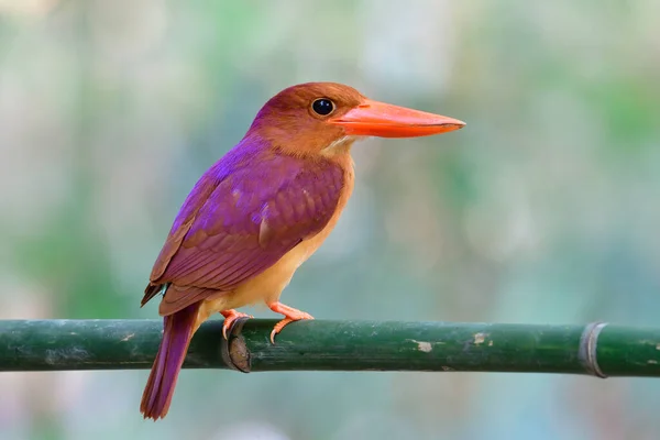 Halcyon Coromanda Ruddy Kingfisher Bertengger Cabang Bambu Segar Mengekspos Latar — Stok Foto