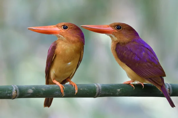 Ruddy Kingfishers Most Beautiful Red Bird Together Perching Mating Season — Stock Photo, Image