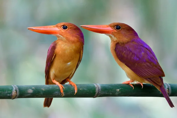 Martins Pêcheurs Roux Bel Oiseau Rouge Ensemble Perché Pendant Saison Image En Vente