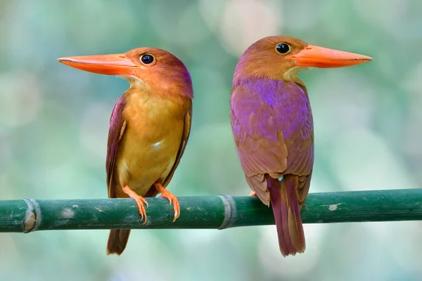 紫色の日陰の前面と背面の両方のビューを示すパーチに大きな赤いくちばしの鳥を魅了 ルディKingfisher Halcyon Coromanda 移民の季節に — ストック写真