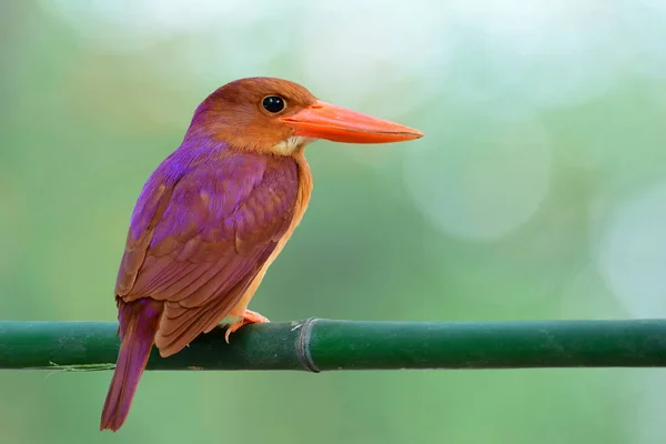Krásné Červené Zobáky Jasně Hnědé Fialové Odstíny Peří Zádech Během — Stock fotografie