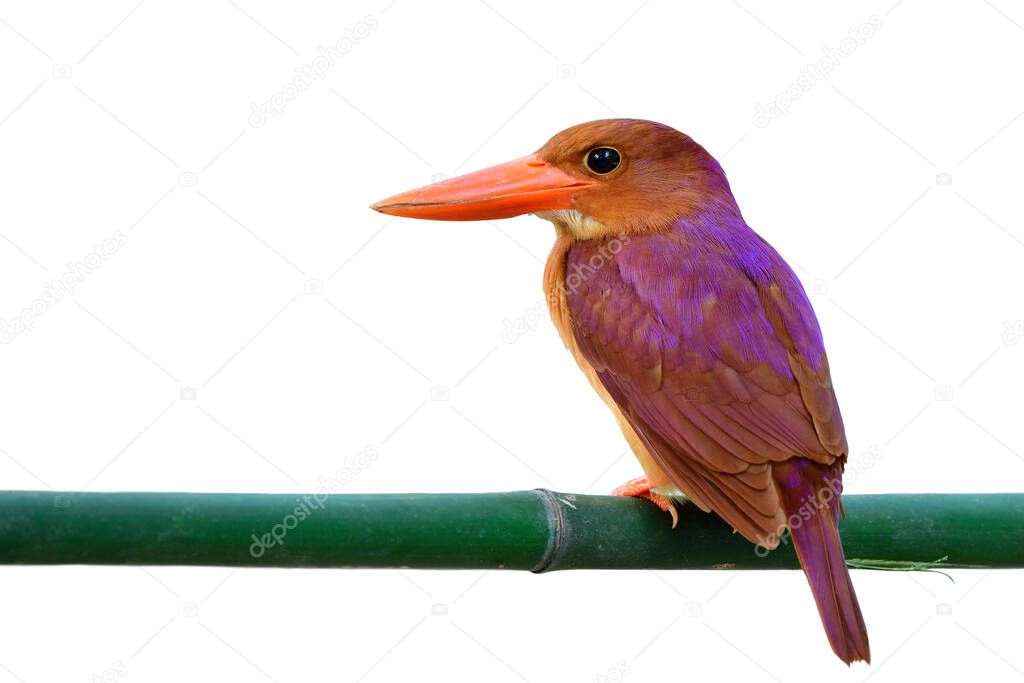 Ruddy Kingfisher (halcyon coromanda) fascinated large red bills calmly perching on fresh bamboo branch with clear feathers isolated on white background