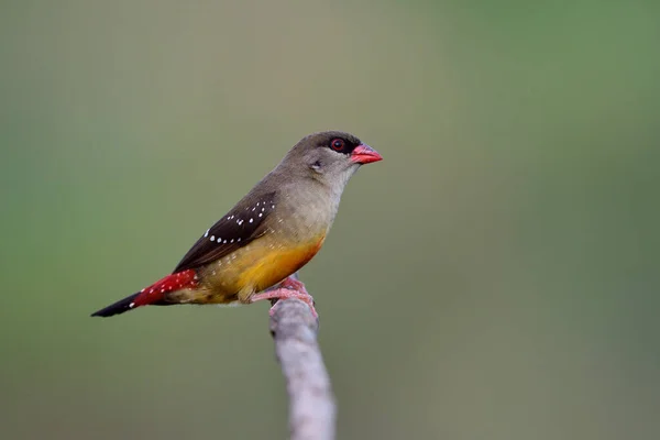 Hembra Avadavat Rojo Posado Rama Sobre Fondo Verde Desenfoque Fino — Foto de Stock