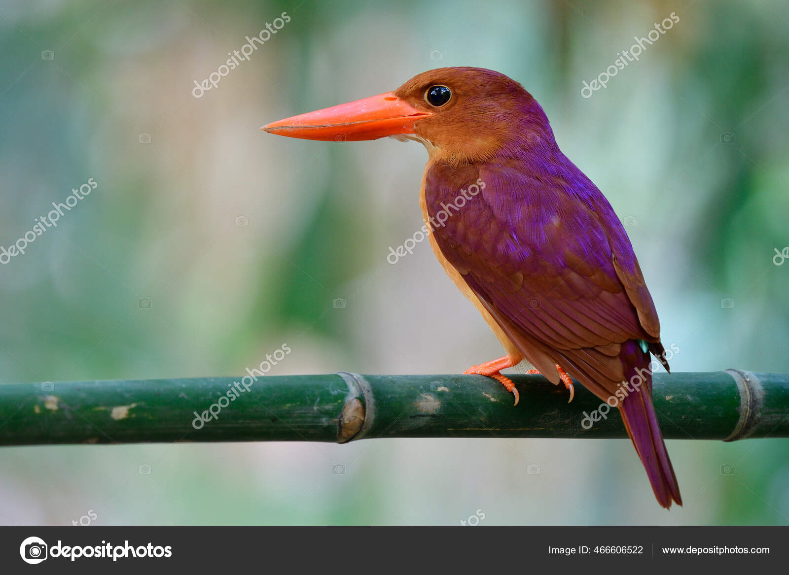 Ruddy Kingfisher Halcyon Coromanda Brown Red Bird Large Beaks