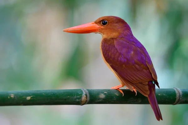 갈색붉은 물총새 Halcyon Coromanda 갈색에서 이르기까지 부리와 보라색 드리워져 물총새 로열티 프리 스톡 이미지