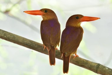 Pair of Ruddy kingfisher during mating season perching on dead bamboo branch against strong back light, lovely nature clipart
