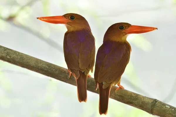 Pasangan Ruddy Kingfisher Selama Musim Kawin Bertengger Cabang Bambu Mati Stok Gambar
