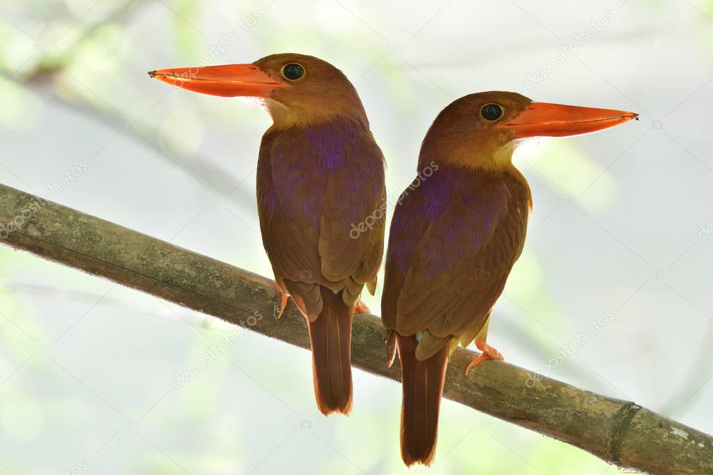Pair of Ruddy kingfisher during mating season perching on dead bamboo branch against strong back light, lovely nature