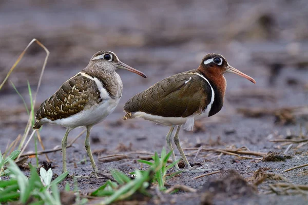 Par Pájaro Camuflaje Parado Sobre Suciedad Húmeda Después Fuertes Lluvias —  Fotos de Stock