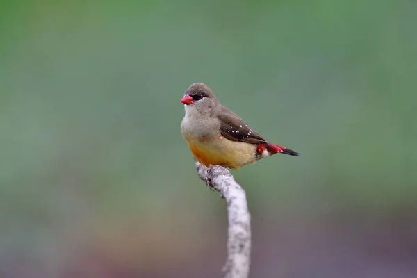 Avadavat Rouge Roselin Forme Femelle Avec Bec Rouge Queue Corps — Photo