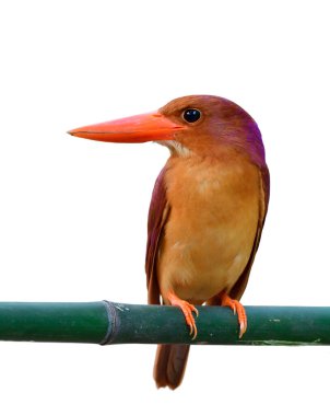 Ruddy Kingfisher 'ın (halcyon coromanda) ön görüntüsü, beyaz arka planda göğüs tüyü profilini gösteren büyük kırmızı gagalı canlı kahverengi kuşa hayran kaldı.