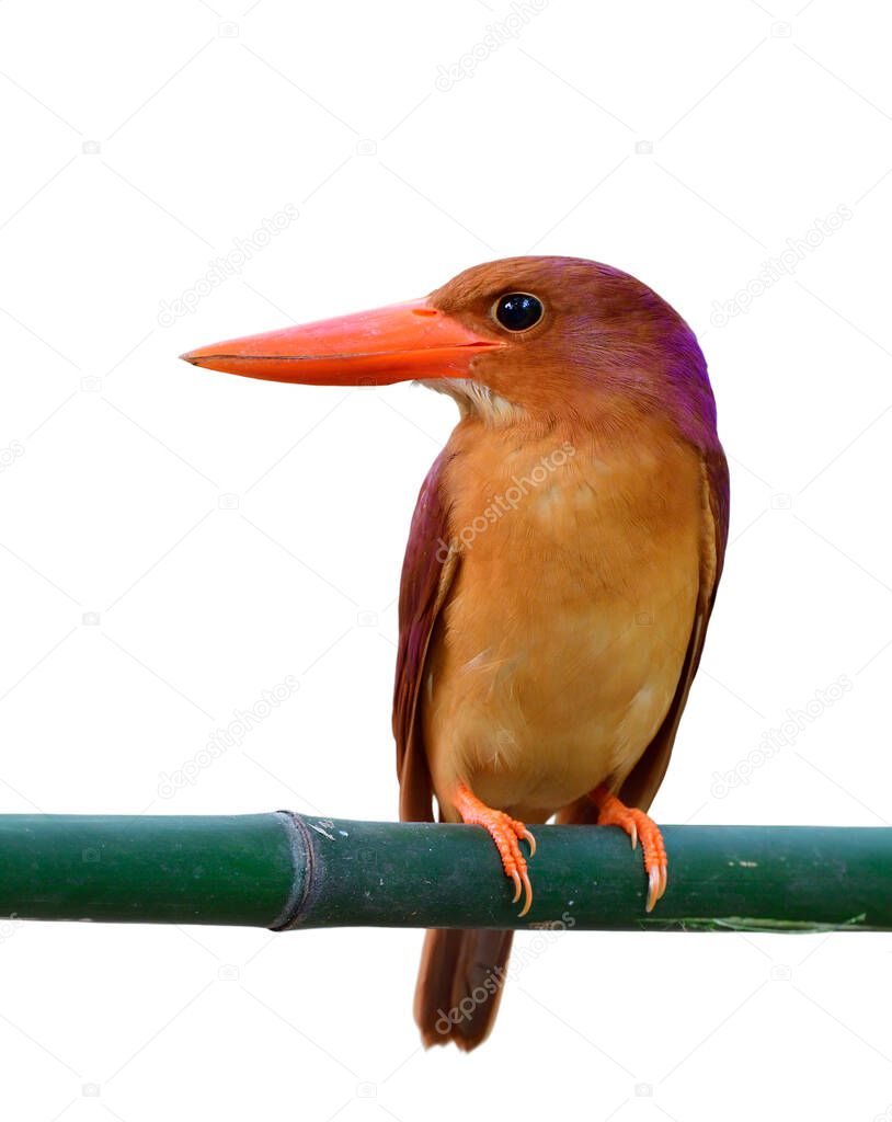 Front view of Ruddy Kingfisher (halcyon coromanda) fascinated vivid brown bird with large red bills showing its chest feathers profile isolated on white background