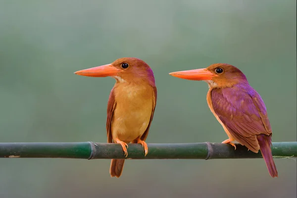 美しいペアの暖かいと愛ルディKingfisher Halcyon Coromanda 自然界の明確な緑の背景の上に竹の枝に腰掛けて — ストック写真