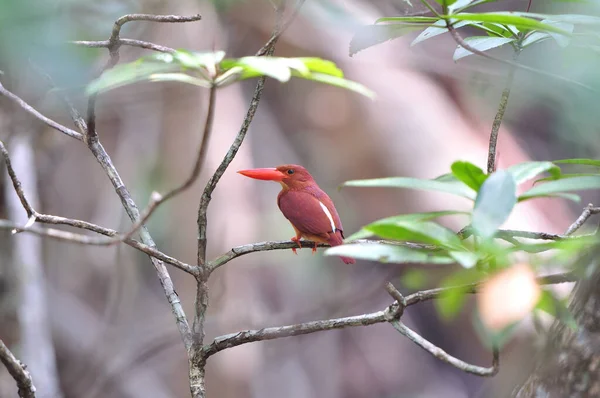 งกว างของ Ruddy Kingfisher ในท อาศ ยของป าชายเลนในภาคใต ของประเทศไทยนกส แดงท ภาพถ่ายสต็อกที่ปลอดค่าลิขสิทธิ์