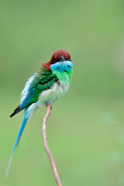 beautiful multiple colors bird with green, blue and red head perching on thin branch with puffy feathers, blue-throated bee-eater