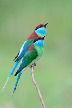 Güzel bir çift Mavi boğazlı arı yiyici (Merops viridis) Tayland 'da üreme mevsiminde havada uçan arı, eşek arısı veya yusufçuğu arar.