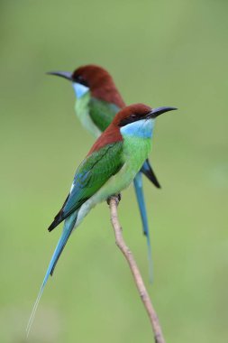 Bir çift merops viridis ya da Mavi boğazlı arı yiyici birlikte uçan arıyı bekliyorlar, Tayland 'da güzel vahşi bir hayvan.