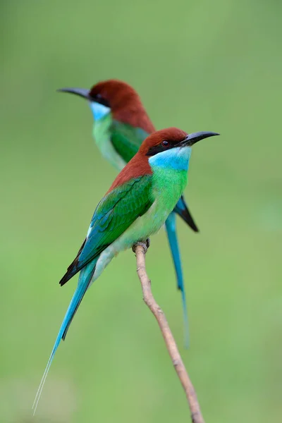 Pair Merops Viridis Blue Throated Bee Eater Together Branch Waiting — Stock Photo, Image