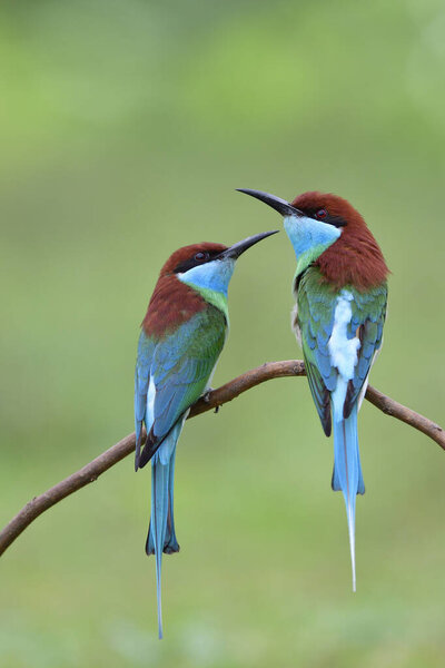 pair of Blue-throated bee-eater perching on stick catching flying wasp in open land during migration to Thailand for breeding