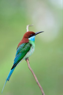 fascinated green wing, brown head, blue chin with sharp tail and bills calmly perching on thin branch over blur soft background, blue-throated bee-eater clipart