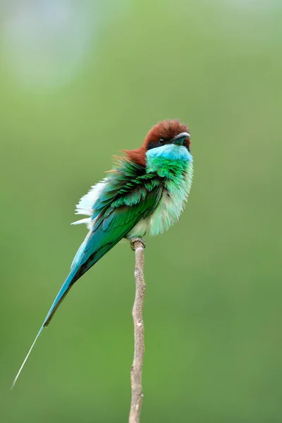 Burung Hijau Terkenal Dengan Kepala Coklat Merah Dan Dagu Biru — Stok Foto