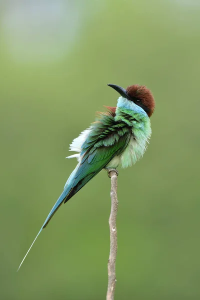 Burung Hijau Terpesona Dengan Kepala Coklat Dan Panjang Tagihan Dalam — Stok Foto