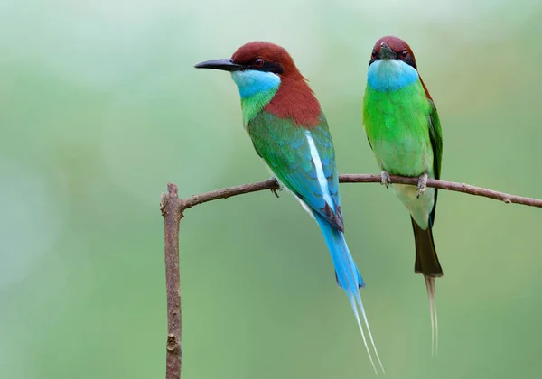 Toque Natureza Com Belo Pássaro Verde Azul Juntos Poleiro Ramo — Fotografia de Stock