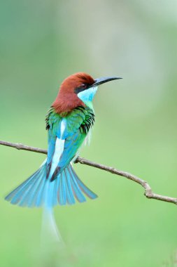 Tayland 'da sazlık mevsiminde mavi boğazlı arı yiyici (merops viridis) ince bir dala tüneyerek mutlu bir şekilde yayılan güzel kuş.