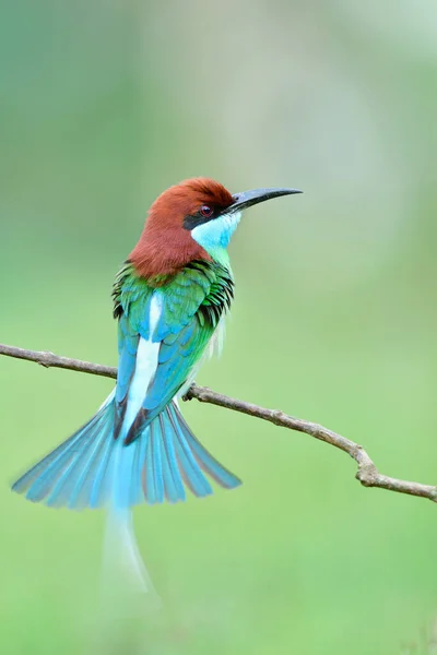 Hermoso Pájaro Haciendo Cola Extendiéndose Mientras Felizmente Posado Rama Delgada —  Fotos de Stock