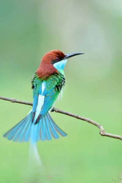 Beautiful Bird Making Tail Spreading While Happily Perching Thin Branch Stock Photo