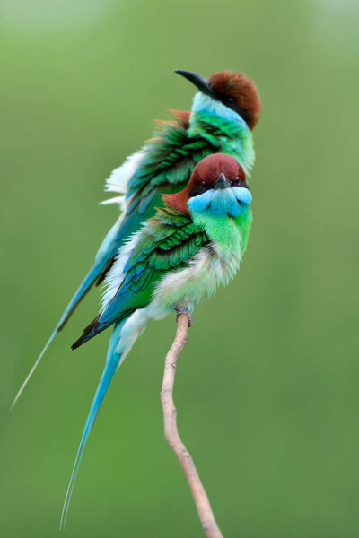 pair of Flue-throated Fee-eater (merops viridis) together perching on thin branch making puffy feathers during breeding season in Thailand