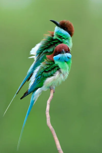 Pair Flue Throated Fee Eater Merops Viridis Together Perching Thin Royalty Free Stock Photos