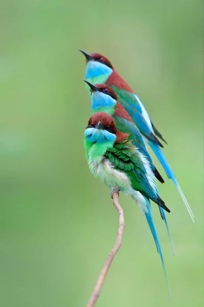 Famille Des Oiseaux Mangeurs Abeilles Gorge Bleue Merops Viridis Accrochant — Photo