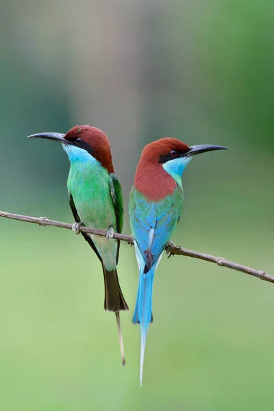 Terpesona Alam Ketika Sepasang Burung Bertengger Dekat Satu Sama Lain Stok Foto