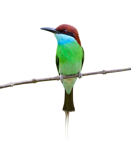 可爱的绿色到蓝色 褐色的头和长长的尾鸟栖息在细分枝上 白色背景 蓝喉蜂食 — 图库照片