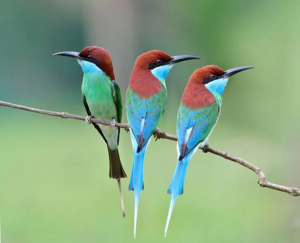 Indah Burung Gembira Bertengger Cabang Tipis Lebih Dari Blur Hijau — Stok Foto