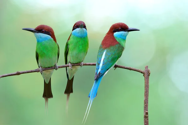 Kawanan Burung Hijau Indah Dengan Kepala Merah Bertengger Tongkat Kecil — Stok Foto
