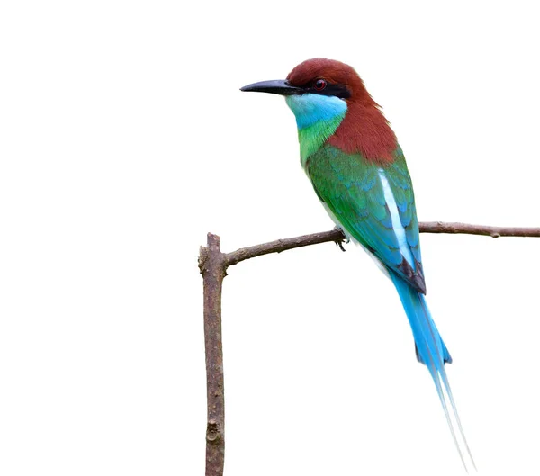 Beautiful Green Bird Blue Chin Black Face Red Head Long Royalty Free Stock Photos