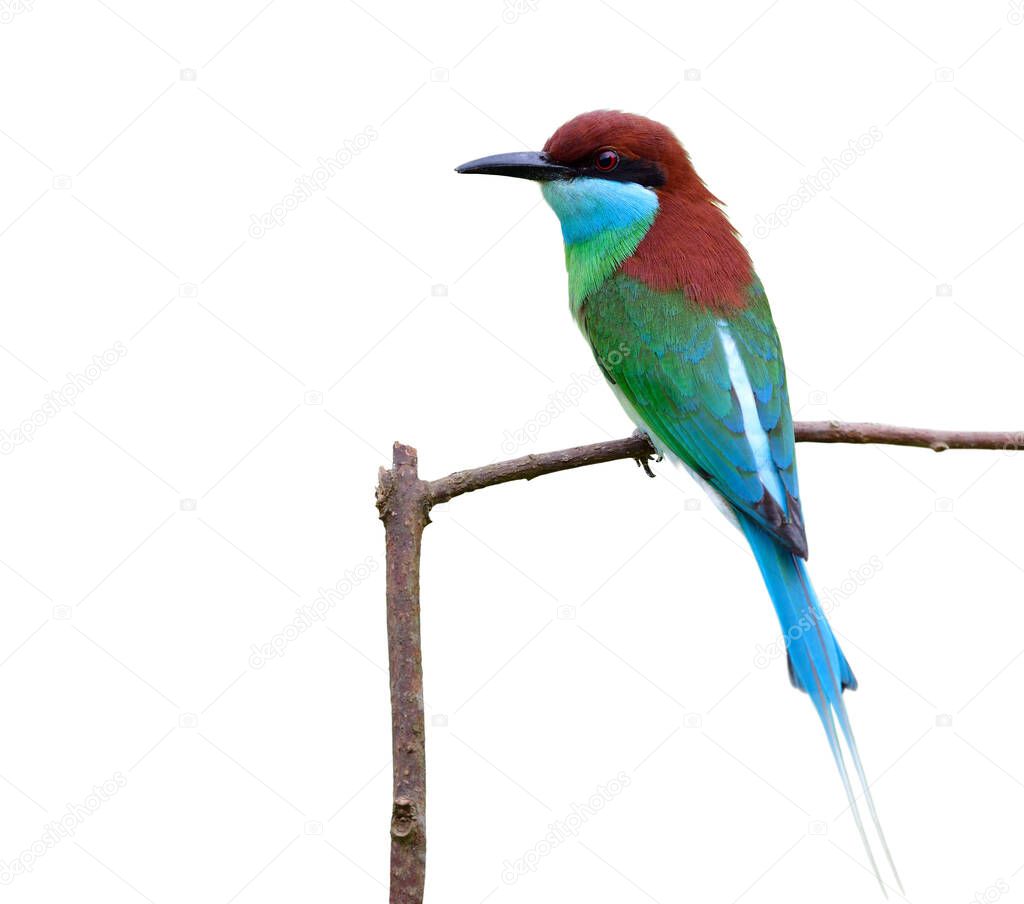 beautiful green bird with blue chin black face red head and long tail perching on wooden branch isoloated on white background, blue-throated bee-eater